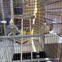 ۲عددعروس هلندی درجه یک