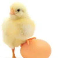 گوشتی راس فی ۱۵هزار