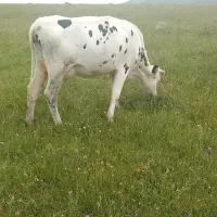 گاو‌ماده