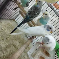 مرغ عشق