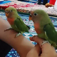 بچه طوطی برزیلی