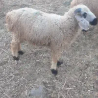 دوتا بره نر یه میش
