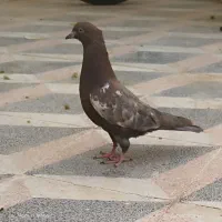 کبوتر|پرنده|شیراز, شاه قلی بیگی|دیوار
