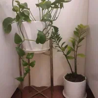 گل و گلدان طبیعی