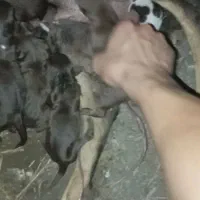 سگ شکاری