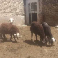 بره نر وماده