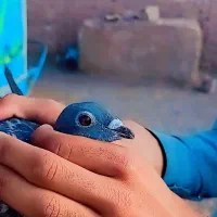 کبوتر
