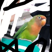 طوطی کوتوله