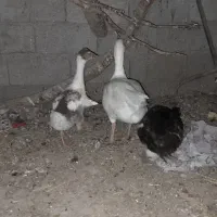 غاز ومرغ وخروس ونیمچه