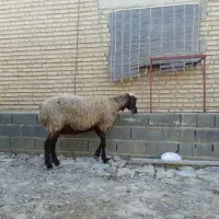 نیش آبست