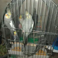 عروس هلندی اشتهارد مولد