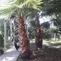 دو عدد درخت پالم