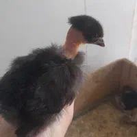 جوجه گردن لخت زیر مرغی وجوجه کوهی