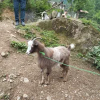 بز ماده