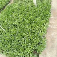 گلکده من|گل و گیاه طبیعی|بشاریات, |دیوار