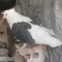 چند گونی کود کبوتر و مرغ