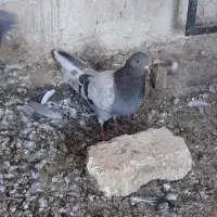 کبوتر