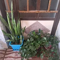 گل سانسوریا، گل قاشقی