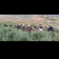 بوقلمون ماده
