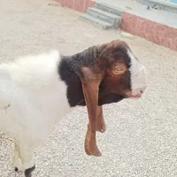 کهره نر گلابی