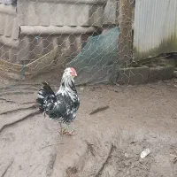 خروس گلین ۵ماهه