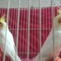 یک جفت عروس هلندی لتیون