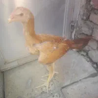 فروش جوجه لاری