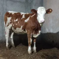 گوساله سیمینتال ماده