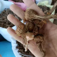مرکز پیاز زعفران مشاوره رایگان بیرجند بدون خاک