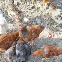 جوجه مرغ ۵۰ روزه