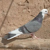 کفتر