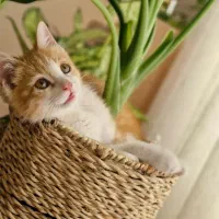 گربه dsh|گربه|تربت جام, شهرک آزادگان|دیوار