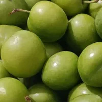 فروش آلوچه و آلبالوی درجه یک