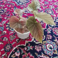 گل طبیعی ، معاوضه هم دارم با وسایل خونگی