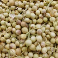گشنیز درجه یک ارگانیک