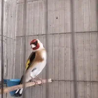 سهره بروجردی گل قفل راه رام جوجه قفس