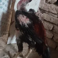 خروس لاری