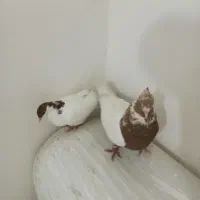 کبوتر سینه سرخ نر و ماده کپی سرخ دوتا 4صدهزار هزار