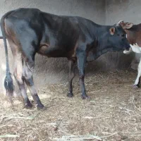 4راس گوساله درجه یک چاق