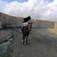 اسب مادیان