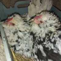 مرغ گلین