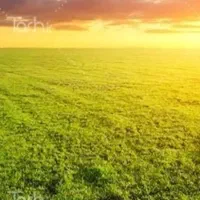 زمین-کشاورزی-برای-زعفران