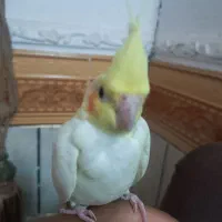 عروس هلندی