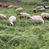 بره نر و گوسفند ماده