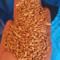 گندم سیروان