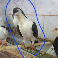 کبوتر نر