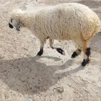 فروشی گوسفند