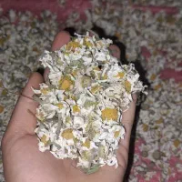 گل بابونه
