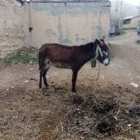 الاغ جوان