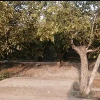 باغ . زمین